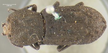 Media type: image;   Entomology 923 Aspect: habitus dorsal view